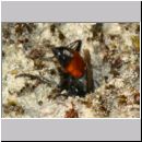 Astata boops - Wanzengrabwespe w06b 9mm Sandgrube Niedringhaussee-det.jpg